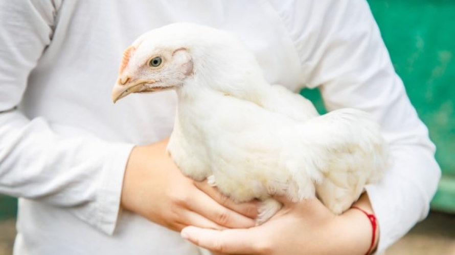 tehnician veterinar F22